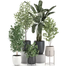 Collection of potted plants with benjamin ficus trees